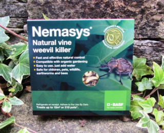 Nemasys vine weevil killer standard pack : : Garden