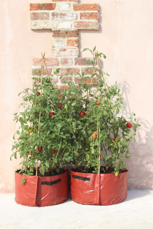haxnicks tomato patio plant