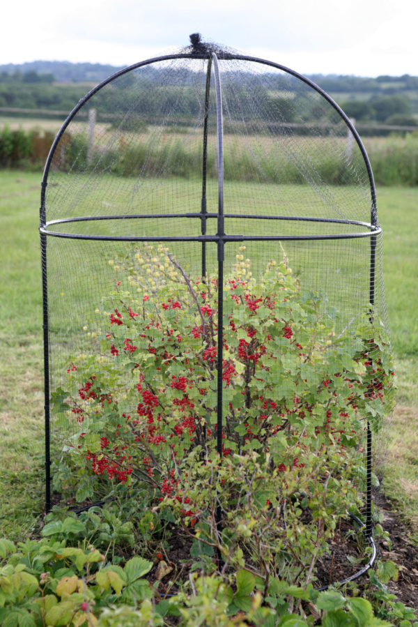 haxnicks round fruit cage
